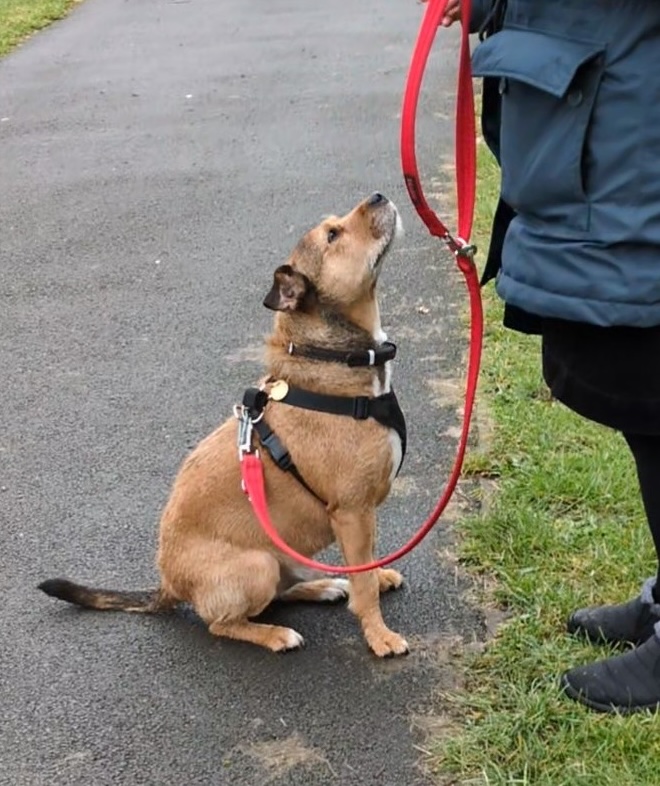 We work with you and your rescued dog to train or polish their social skills, reducing overexcitement and reactivity.