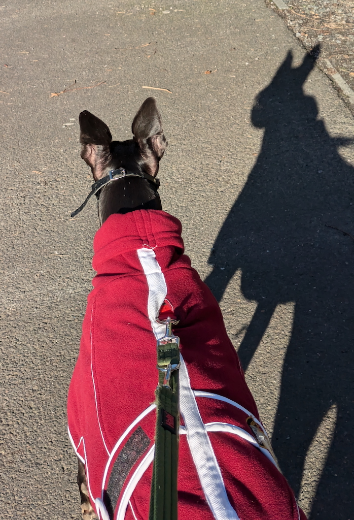 Our training walks are perfect for improving lead manners and building focus - even when cats and squirrels are involved.