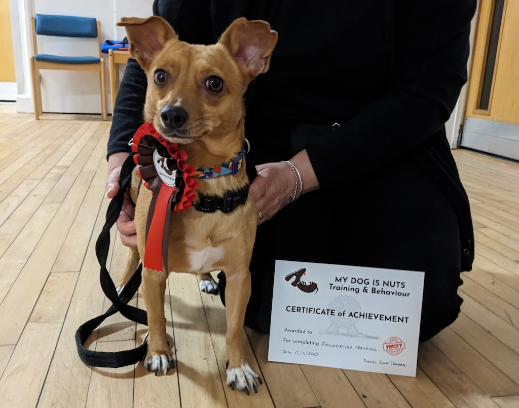 Adult dog classes build your dog's confidence and help them develop their life skills. These classes are perfect for post-adolescent and rescue dogs.