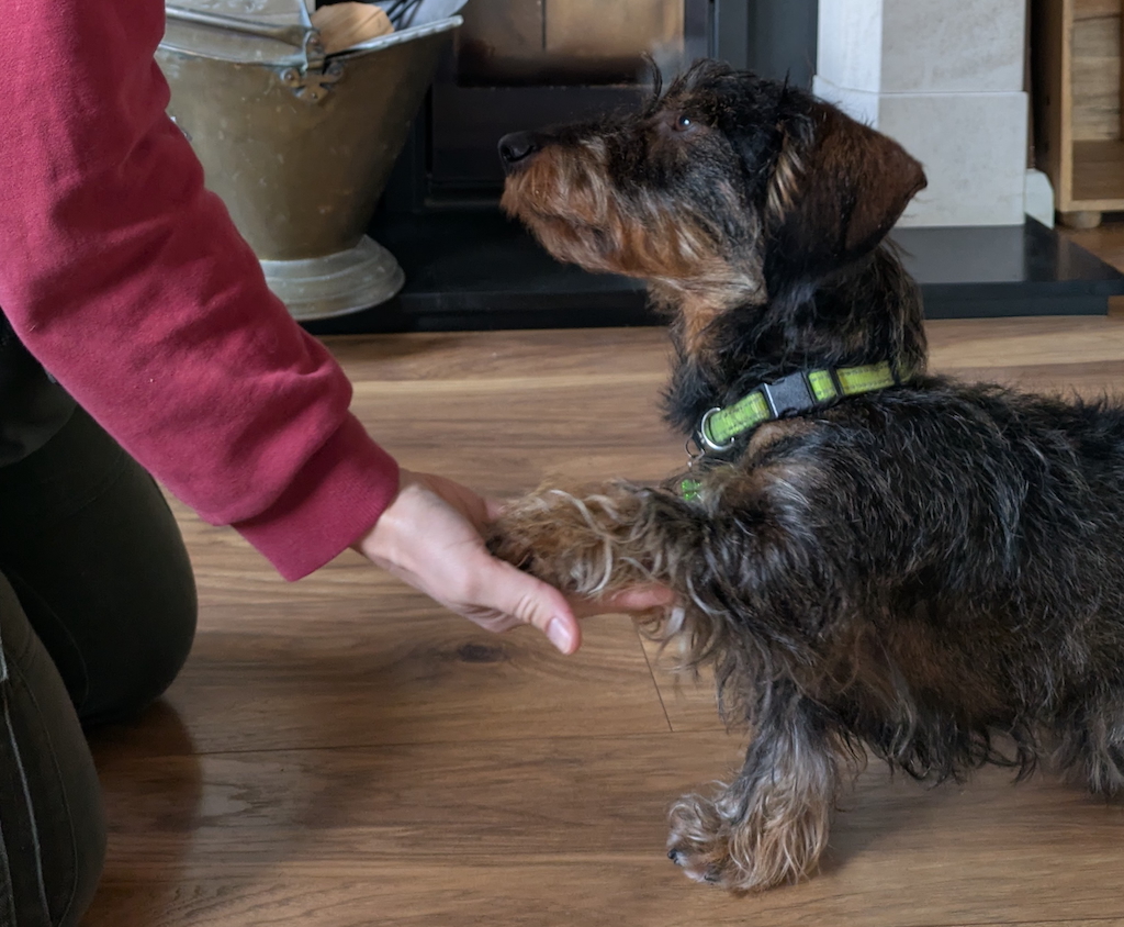 Dog trick training is a fun way to improve your relationship with your dog.