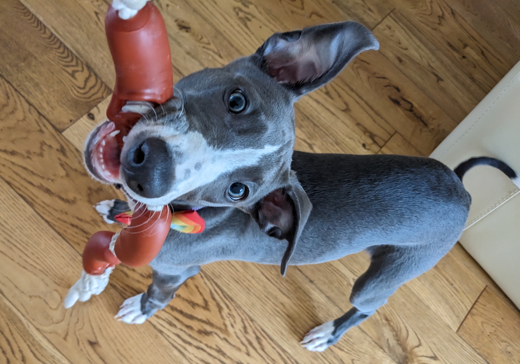 Play and enrichment help build your dog's confidence and develop strong bonds between dog and owner.